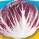 radicchio rosso di Chiogggia precoce