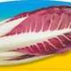 Piante da orto estivo autunnali - CICORIA DI TREVISO PRECOCE - Cicoria (radicchio) precoce prime classic