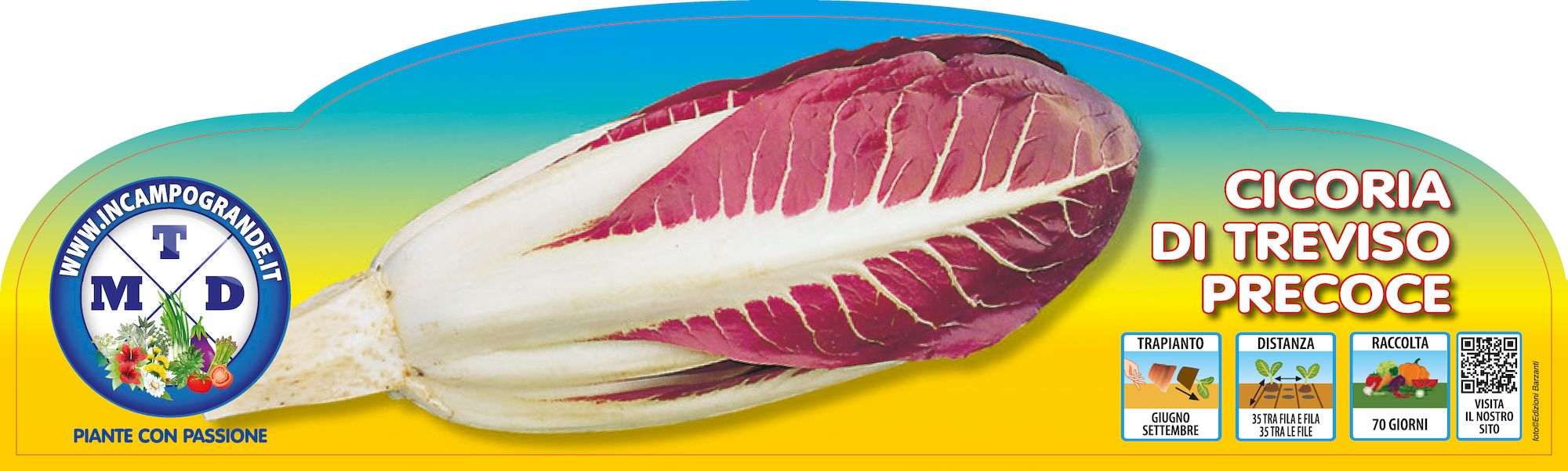 Piante da orto estivo autunnali - CICORIA DI TREVISO PRECOCE - Cicoria (radicchio) precoce prime classic
