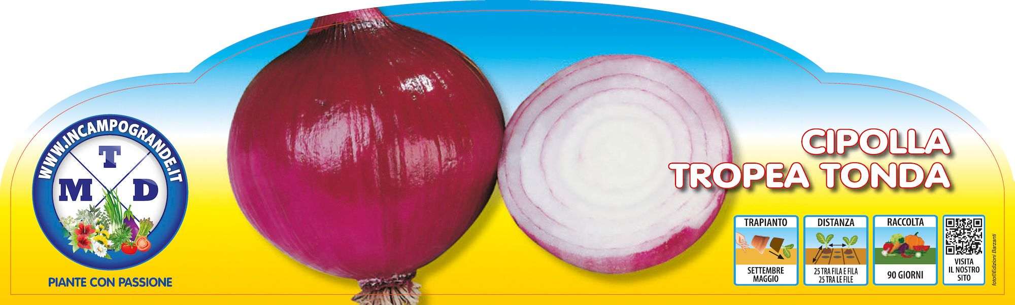 Piante da orto estivo autunnali - CIPOLLA TROPEA TONDA - Cipolle prime classic