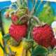 Piante da orto per tutto l'anno - FRAGOLA DI BOSCO - Faragola prime ckassic