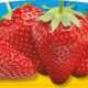 Piante da orto estivo autunnali - FRAGOLA UNIFERA - Fragole prime classic