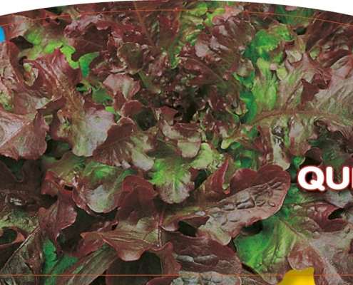Piante da orto per tutto l'anno - LATTUGA FOGLIA DI QUERCIA ROSSA - Lattughe prime classic
