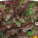 Piante da orto per tutto l'anno - LATTUGA FOGLIA DI QUERCIA ROSSA - Lattughe prime classic