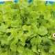 Piante da orto per tutto l'anno - LATTUGA FOGLIA DI QUERCIA VERDE - Lattughe prime classic
