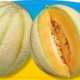 piante da orto primaverili - MELONE RETATO - Meloni prime plant