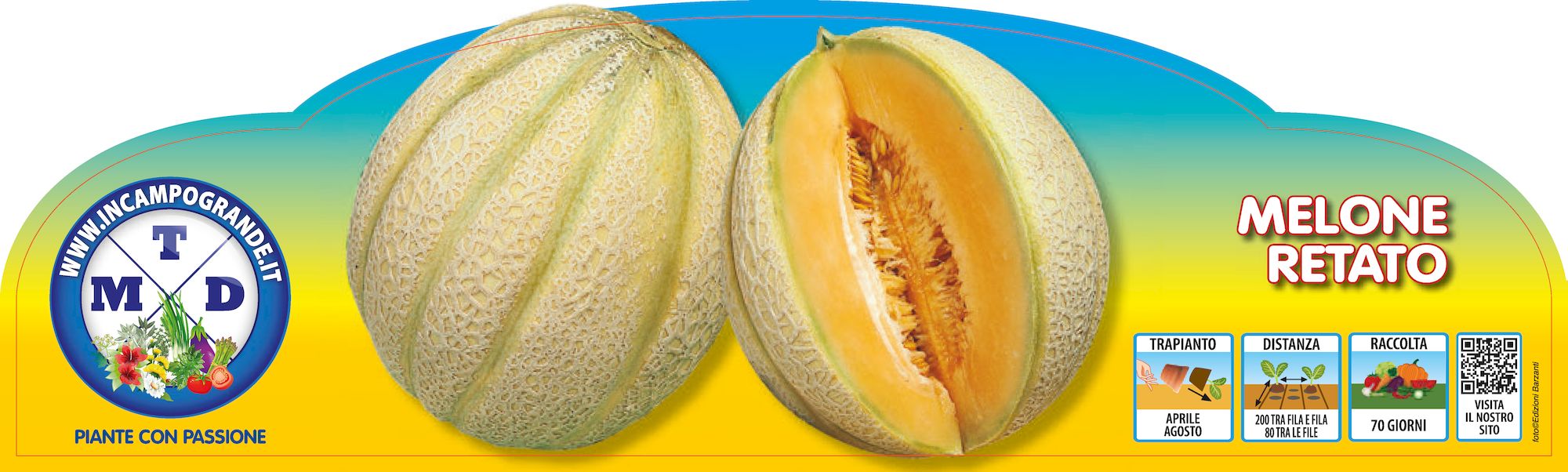 piante da orto primaverili - MELONE RETATO - Meloni prime plant