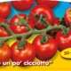 piante da orto primaverili - POMODORO CILIEGIOTTO - Pomodoro prime plant