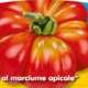 piante da orto primaverili - POMODORO COSTOLUTO - Pomodoro prime classic