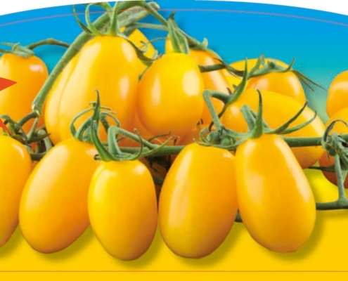 piante da orto primaverili - POMODORO DATTERINO GIALLO - Pomodoro prime plant