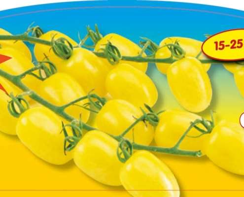 piante da orto primaverili - POMODORO DATTERINO GIALLO LIMONE - Pomodoro prime plant