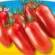 piante da orto primaverili - POMODORO MINI SAN MARZANO - Pomodoro prime plant