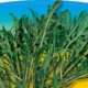 Piante da orto per tutto l'anno - RUCOLA SELVATICA - Rucola prime classic