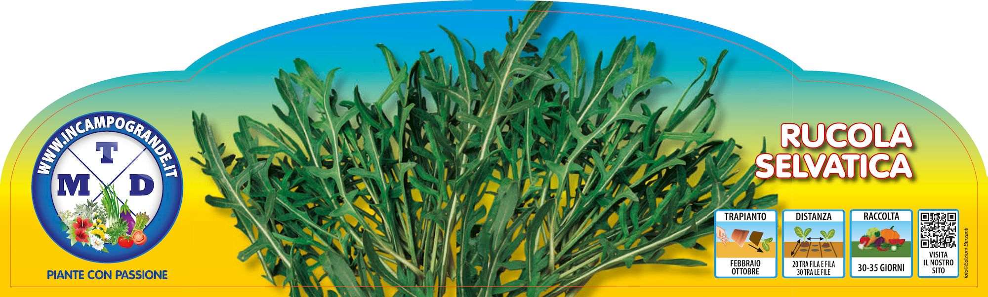 Piante da orto per tutto l'anno - RUCOLA SELVATICA - Rucola prime classic
