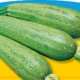 piante da orto primaverili - ZUCCHINO BOLOGNESE - Zucchine