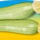 Piante da orto estivo autunnali - ZUCCHINO CHIARO - Zucchino prime classic