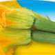 piante da orto primaverili - ZUCCHINO DA FIORE - Zucchine