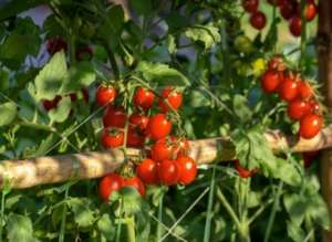 quando piantare i pomodori - incampogrande