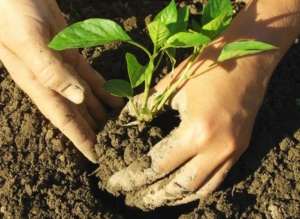 vendite-piantine-da-orto-in-campo-grande