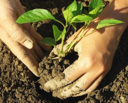 vendite-piantine-da-orto-in-campo-grande