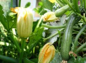 varietà-di-zucchine